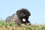 BOUVIER DES FLANDRES 073